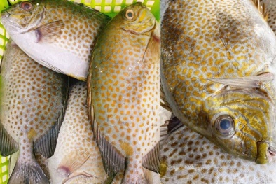 TCVN 14143-1:2024 yêu cầu kỹ thuật đối với giống cá dìa